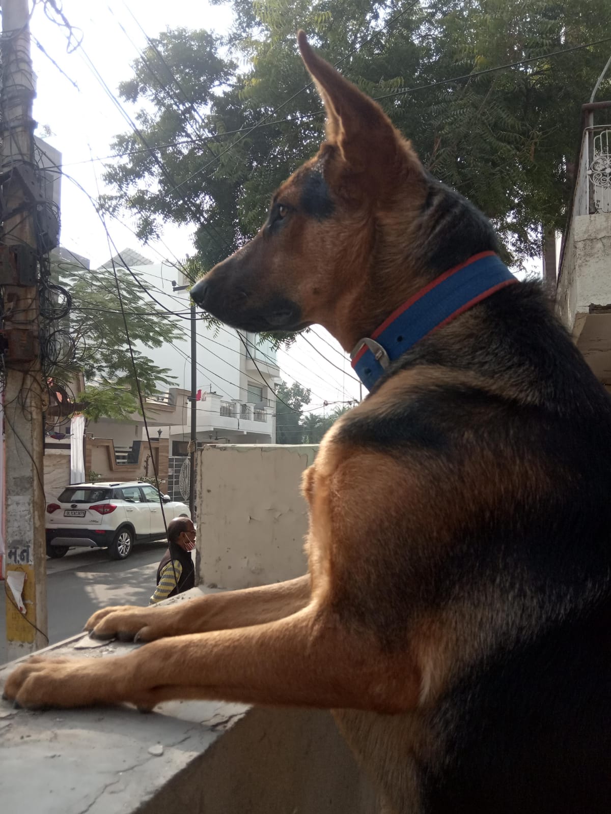 https://barksnap.in#1-Pluto%20on%20gaurd%20duty-By-Gagan%20Khanna