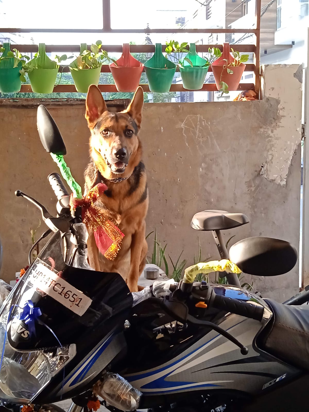 https://barksnap.in#14-Pluto%20ki%20bike-By-Gagan%20Khanna